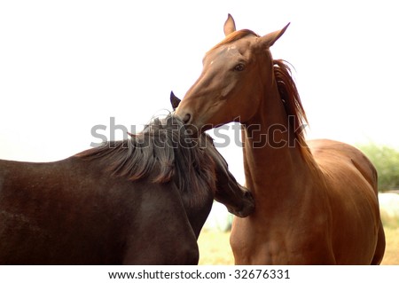Tender touches. Love games of horses.