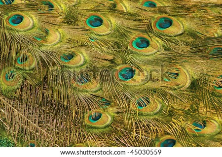 Refraction of light in the peacock's tail feathers.