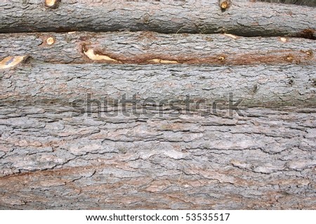 Cut wood. Texture of felled spruce stems.