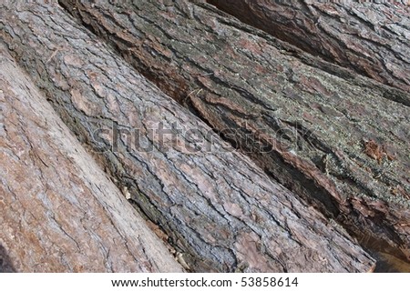 Cut wood. Texture of felled spruce stems.
