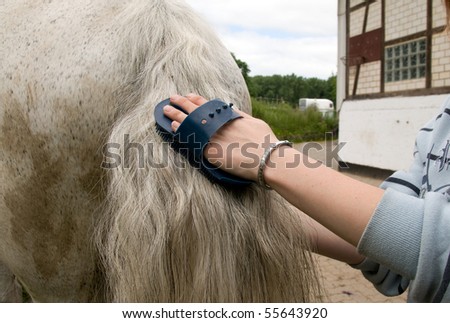 Groom  cleans a  tail of horse with a brush.