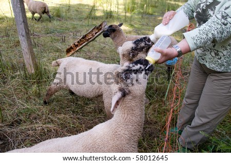 Woman feeds the lambs with milk from a bottle.