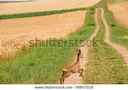 Roe deer running across the road between the fields.  Roe deer (Capreolus capreolus)
