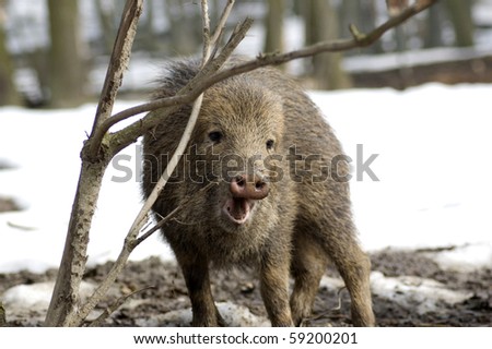 Wild peccary  bites  branch. Musk hog (Tayassu tajacu)