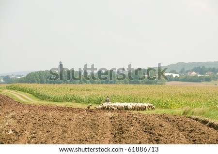 A shepherd leads a flock of sheep on a country road.