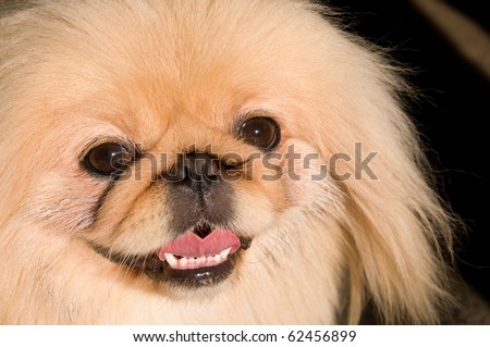 Portrait of a Pekingese dog breed.