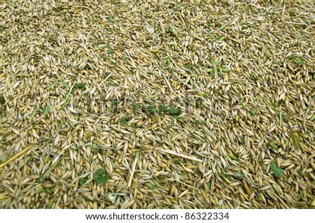 A pile of unhulled grains.   Rich harvest.
