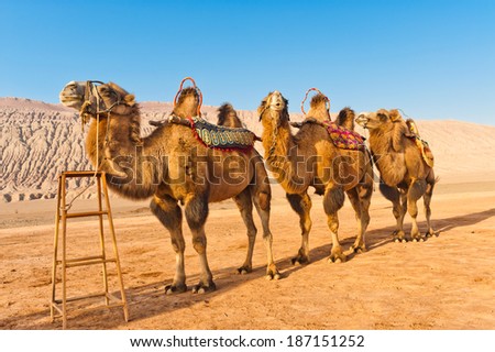 Three camels at the Flaming Mountains, Xinjiang, China.