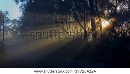 Sunlight through trees at sunrise in BlackHeath, Blue Mountains National Park, Australia