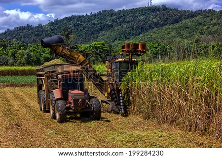 PROSERPINE,AUSTRALIA - OCTOBER 18,2013: A tractor and a harvester work in tandem to get sugar cane to the local mill. Proserpine Sugar Mill has been processing sugar cane since 1897.