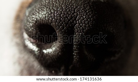A close up of a dogs black nose in deep shadow.