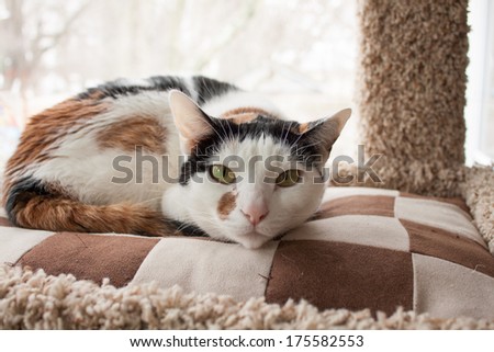 Portrait of a Calico Cat