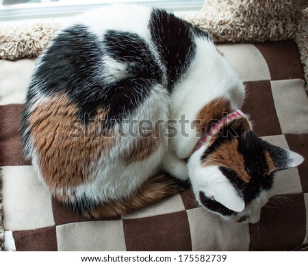 A downward view of a calico\'s back laying on a pillow with a checkered pattern.