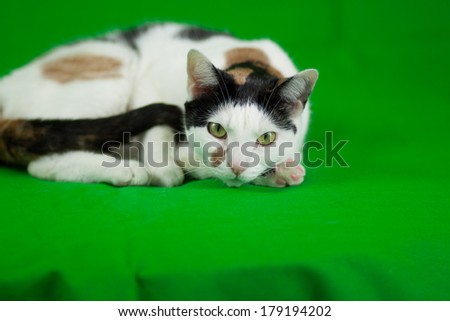 A calico cat on a green screen background