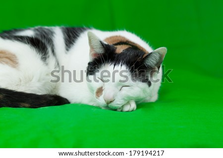 A calico cat sleeping on a green screen background