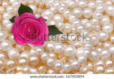 Pink rose on pearls