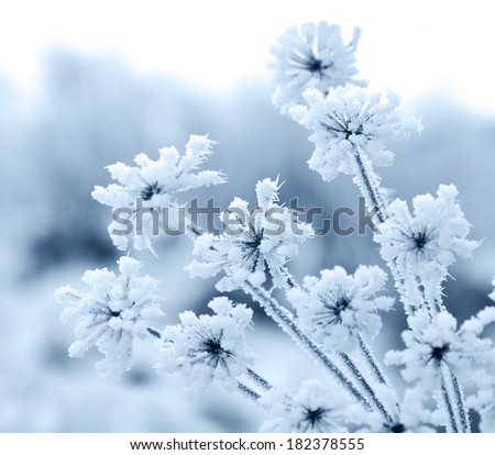 Flower in winter with frozen ice crystals