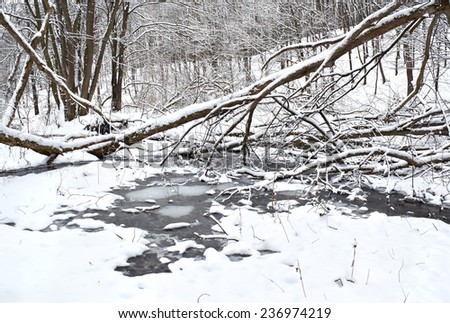 The winter creek in snowy forest