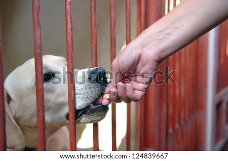 Dog in his cage at the animal