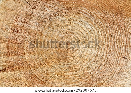 Heartwood texture background,  cut log