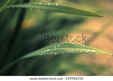 Rain drops on fresh green grass in the rays of the setting sun.Green background with grass