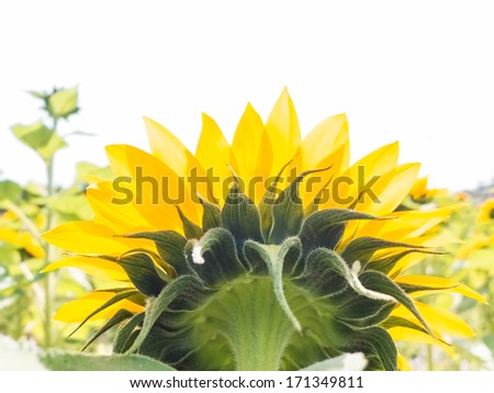 sunflowers back view isolated on white