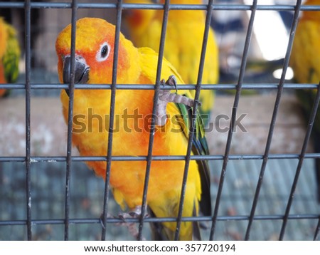 Close up colorful parrot in the cage, Sunconure bird