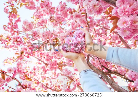 Sakura flowers in female hands in shape of heart