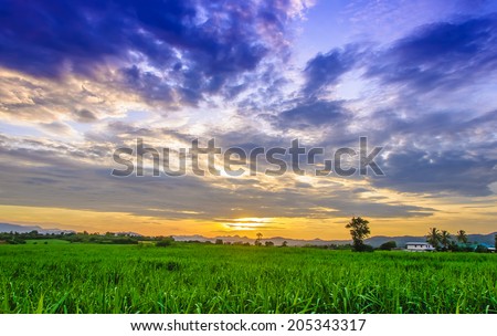 Corn field and sky with beautiful clouds of Thailand.