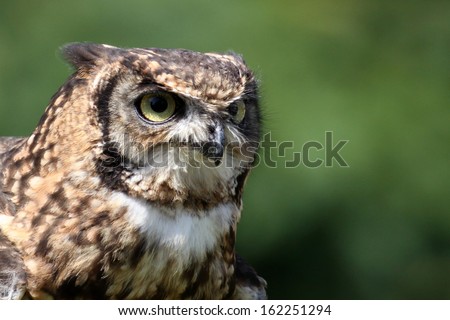 Great Horned Owl  portrait with green background