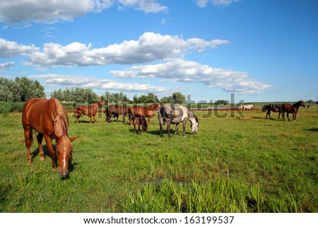 Herd of horses that graze freely on pasture with vibrant green grass, bright blue sky with clouds and a pond in the background