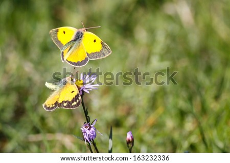 Two butterflies, Clouded Yellow, female one on flower, male in flight courting female with green background.