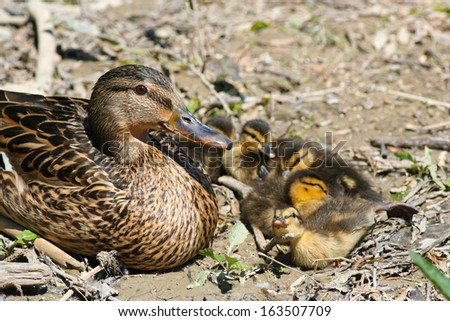 Mallard duck female lying on the ground with small fluffy ducklings sleeping by her side and enjoying the sunny day.
