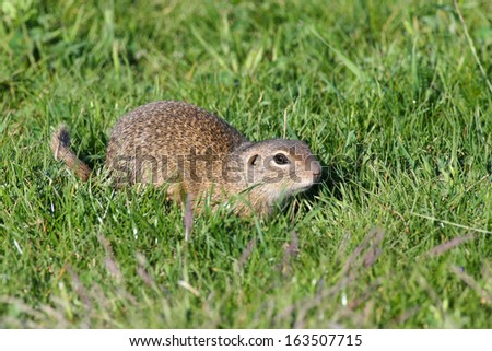 European ground squirrel on a green grass