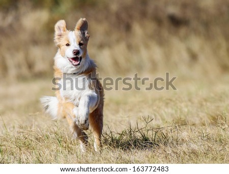 Cute yellow-white Border Collie happily running across the field