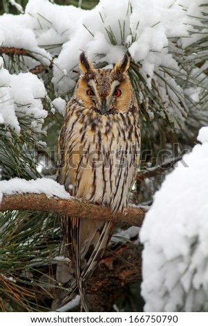 Long-eared Owl standing on conifer tree covered with snow during winter