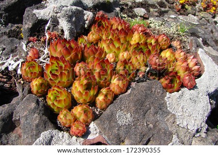 Houseleek plant on rocks