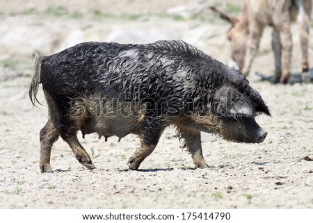 Mangalitsa female pig on farm