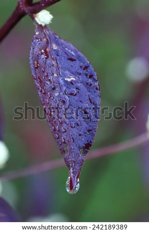 Water Drops On Purple Leaf