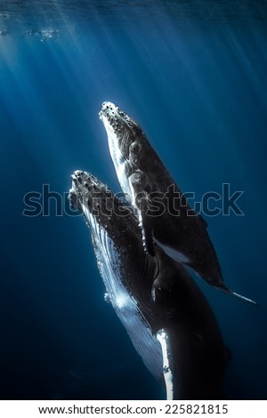 Humpback whales and calf