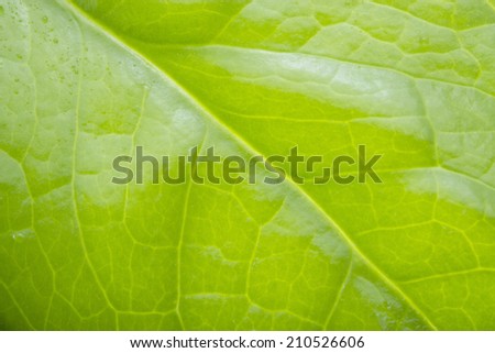 Extreme close-up of fresh green leaf as background. Macro green leaf background