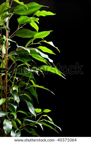 Ficus tree with many green leaves on black background