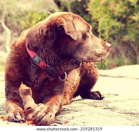 Vintage dog on a rock
