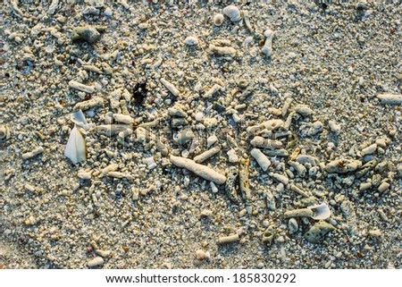 Dry dead coral on the sand.