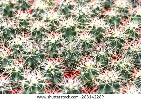 Cactus pattern background and texture