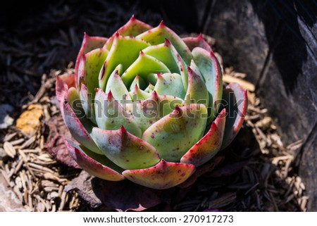 A Hen and Chicks Succulent Plant