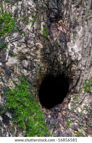 Tree trunk with hollow black hole