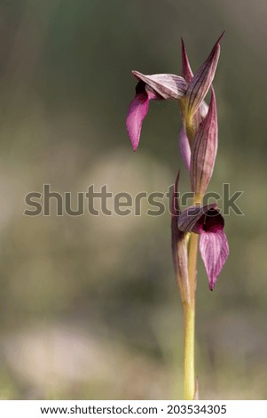 Tongue orchid (Serapias lingua) in Mallorca, Balearic Islands, Spain