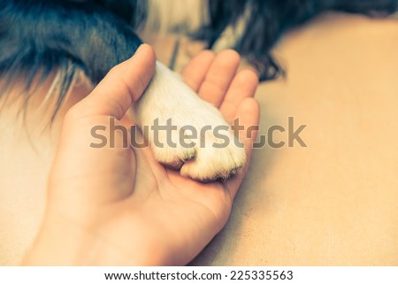human hand and dog paw. concept about pets and love for them