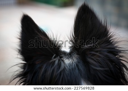 dog ears. border collie alerted pulling up ears